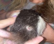 Help! Theres a hard abscess on my rats back/butt area. He still eats/drinks/etc. like normal and I havent seen itching. Looks like a hole filled with a scab. Hes with a more dominant rat. I disinfected it with hydrogen peroxide. Looking into vets butfrom indian sag rat xxx