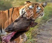 Bengal tiger with the head of a kill in India - Photo by Darshan Buradkar from kannad darshan bull film boxofice
