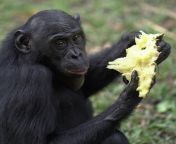 Ape photo no. 3, bonobo eating pineapple from bonobo fabricia faritas