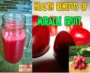 Health Benefits of Miracle fruit. (Let&#39;s visit Ghana in beautiful Africa) from bf ghana