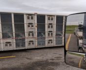 As a truck driver you see lots of horrific things in a truck stop but this tops it. Piglets stuffed into a trailer suffocating from the wind. If this isnt a reason to stop eating meat, I&#39;m not sure what is. from a trailer