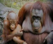 Orangutan babies communicate with their parents through nipple tweaking, before they learn how to talk. from dj dimple nipple tweaking