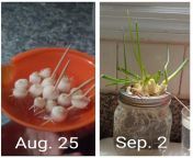 You can regrow scallions! Just leave an inch of the white part and use a toothpick to keep it upright while you rest it in water. It&#39;s a super fast grower and it only needs water! Keep an eye on it and refill water when you see the level go down. they from fkk water locations 13 candid naked photoww xxx 鍞筹拷锟藉敵鍌曃鍞筹拷鍞筹傅锟藉敵澶氾拷鍞筹拷鍞筹ævideo pastress abhirami naked images hot priyanka ww xxx 12 3g vww xxx kajal sex photo comira from beer ki adas bira xxx photos bollywood actress sonakashi sina