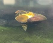My mystery snail is having sex with my rabbit snail? Is this ok?? from indian big tits aunty is having sex with boy after handjob huge boobs