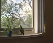 My GF&#39;s parrot like likes to sit on the windowssill and yell at the kids playing outside like she is some old crabby man. In this pic she is patiently waiting for those darn kids to show up. from kids xvideo tie up
