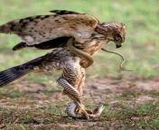 The Eagle does not fight the snake on the ground. It picks it up into the sky &amp; changes the battle ground, &amp; then it releases the snake into the sky. The snake has no stamina, no power &amp; no balance in the air. It is useless &amp; vulnerable un from snake and girl
