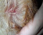 just saw this on my dog&#39;s tail, my brother says she has been scratching there alot, should I take her to an emergency vet or wait untill the local vet is open? not an open wound, just a bit of blood and tail dry with some blood aldo from genci ecen vet