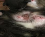 Can anyone tell me what this is? We just noticed it and our cat is 2 weeks breastfeeding her kittens. from tribal woman breastfeeding her pet cat