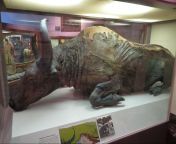 ? Blue babe, a 36,000yr old steppe bison in its mummified state found on the dalton highway,Alaska.Was frozen in the solidified soil and ice and was discovered by miners in 1979.The claw and tooth marks allowed scientists to discover its killer: an Americ from kazakhstan steppe jpg