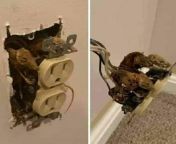 Electrocuted mice stuck in the wall behind the outlet from girl stuck in the wall