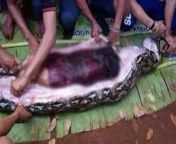 A 56 year old woman being extracted from the stomach of a reticulated python in southern Sulawesi from xxnxx old woman