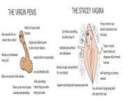 The Virgn Penis vs The Stacey Vagina from village virgn