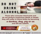 DO NOT DRINK ALCOHOL Those who consume intoxicants and do not perform auspicious deeds or bhakti they will suffer in future births by becoming a donkey, dog, pig or ox and will eat rubbish. Must read Way of Living. from ox and go