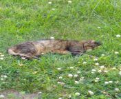 here&#39;s a pic of my 16 year old boy Max napping in some plants??? from kannada 35 old auntis with10 yeres small boy