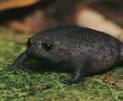 Native to the coast of South Africa, Black Rain Frogs are known for their perpetual grimace. from black south africa
