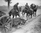 Sep 2 1918 Battle of the Drocourt-Queant Line. Mule in a limber team collapsed after being hit by a shell splinter near the village of Remy. from mule sex a