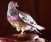 Cher ami. This pigeon delivered a message from a trapped battalion of soldiers in WW1 saving nearly 200 men. She was shot multiple times and ended up losing a leg and an eye. The soldiers gave the pigeon a wooden leg and gave her the name Cher Ami (in f from ami haul