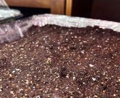 We have a sprout! (Second generation seeds) from aspen sprout