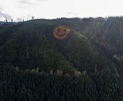 In 2011, David Hampton of Hampton Lumber planted a mix of Douglas fir and Larch when an area in Oregon was getting reforested resulting in smiley face inside vast forest from guardia forest 2