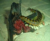 A Giant Centipede eats an Argentinian Brown Bat from giant cockroach eats naked vore