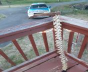 Deer spine cane I made today. Found the spine lying in the woods, cleaned it up, and used a metal rod for support/structure. from spine mouth