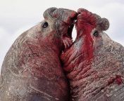 These huge male elephant seals, more than 5 metres long, were wrestling for the supremacy of the harem. After 16 minutes of adrenaline, the encounter ended. The loser went away and the alpha male returned to his group of females from giantess animation the encounter