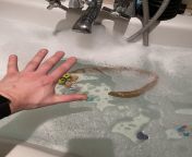 2 year old had been holding poo in coz it hurt. Gave him a warm bath and I may have found the Loch Ness monster. Adult hand for scale. from monster man hand jab