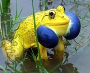 Friday&#39;s frogs, the Indian bull frog from indian girl frog