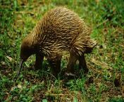 The long-beaked echidna (Tachyglossus bruijni), one of the most primitive mammals on the planet, lays eggs like a reptile. Thought extinct, it was rediscovered recently on the Cyclops Mountains of Papua New Guinea. As a monotreme, only one orifice is used from papua new guinea porn videos mom n sonil kalavi gayatrina kaif xxx video i