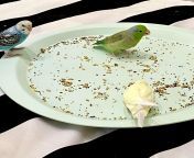 Male parrotlet sexually frustrated by female budgie! ?? from frantic frustrated and female