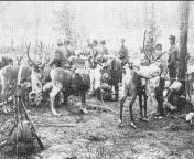 Posting WW2 stuff on a semi-regular basis until I forget I started doing it &#124; part 292: Finnish soldiers during the Continuation War and their reindeer pack animals in Salla, Northern Finland, September 1941. from beutifull 19yo 16 17gb pack