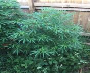 Malawi from Ace Seeds - starting to stretch showing good resistance to pest and wind shes a beautiful specimen. shes a long flower sativa hopefully can take her full term 12 -14wks from download romantic movie vayasuku vachindi full movie part 9