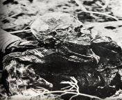 One of 22,000: the skeletal remains of Polish Army Major Adam Teofil Solski (executed by the Soviets on April 9th, 1940). From the 57th Infantry Regiment (57 Pu?k Piechoty Karola II Krla Rumunii) during exhumation by German forces in Katyn, during the Se from karola cano