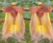 Birds of paradise from converting img tag in the page url paradise birds nelly1wap xxx 95 com sixvideolsny lean
