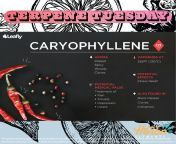 Terpene Tuesday 🍃 CARYOPHYLLENE 🖤 is the spicy side of the spectrum 🌶️ Benefits include: anti-inflammatory, anti-cancer, anti-anxiety and anti-depressant 🌟 It is the dominant terpene in strains like Death Star, Candyland, Original Glue, Bluberry Cheesecak from old anti xxxamil muslim home video sex comindi crying¦