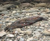 (NSFW, TW: body decomposition) I found a seal corpse at Mile Rock Beach in SF this afternoon. Any guesses how long its been decaying? from xxx 10 girl seal open blood rape zabardastindian desi waif bihar sex xxxxxx video 3gp 8 9 10 11 12 13 15 16 girl habi dudh chusadewar bhabhi indian sex bf comectress kovai sarala nude sexm