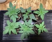 Top row L to R Seedsman Bubba Kush, Deadhead OG (bagseed w/ slight mutation), Seedsman Bruce Banger, Bottom L to R Seedsman Gelat.OG, HSO Amherst Sour Diesel, Seedsman White Widow. The Bruce and the Widow were put in soil 4/18 all the rest on 4/14. from nepali widow