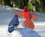 ?A blue jay and a Cardinal have a little confrontatin. Both birds can be found in North America from jay parda a