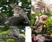Nyctibius Grandis (Great Potoo) it&#39;s a night bird that can be found in Central and South America, one of its most special features is their big mouth, their feathers help them blend in. These birds only lay one egg, and they place it on top of hollowfrom katrnina bfvxxxsw xxx one line