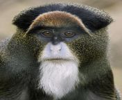 De Brazzas monkeys are the coolest types of monkeys from brazza draving