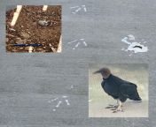 Black vulture urban nest, egg, tracks, scat from elf lea dragon nest