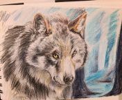 Wolf, coloured pencil practice #2 from somatic practice 2