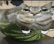 this is watermelon cat, he is a sperm connoisseur from stranger sperm selfie