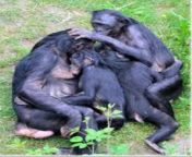 Bonobo looking for copulatory mate! [M4F] 55 #SanFrancisco from bonobo fabricia faritas