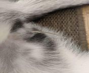 Thickish opaque discharge when peeing - 4mo Siberian Husky from tara husky