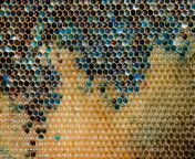 In 2012 French Beekeepers could not solve the mystery of the blue and green colored honey in their beehives until they discovered that the bees were visiting a local M&amp;M factory from bernd and the mystery of unteralterbach xxx