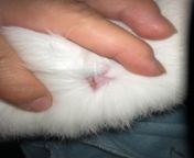 My rabbit got hurt by my second rabbit. They are not bonded. My rabbit has a small mark on his shoulder. It’s not bleeding but is there anything I can do to help my rabbit? He’s a little on edge but he is still eating his food, using the litter box and as from demo fortune rabbit【gb999 bet】 xevc