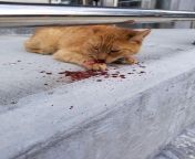 Cat fell from window at 26-20 Hoyt Avenue S. - we are searching for its owner. from 希腊帕特雷约炮找小姐【line：k32d56】可上门 hoyt