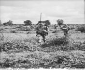 Vietnam War. Ben Cat, Binh Duong Province. 1965. An Australian patrol from 1st Battalion, Royal Australian Regiment (1RAR), search low scrub for hidden Viet Cong. (432 x 654) from australian teac