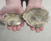 Oyster facts&amp;gt; nudes from only fans girls self promoting: most oysters grown are sterile making them grow ~30% faster. from tamil girls self ex